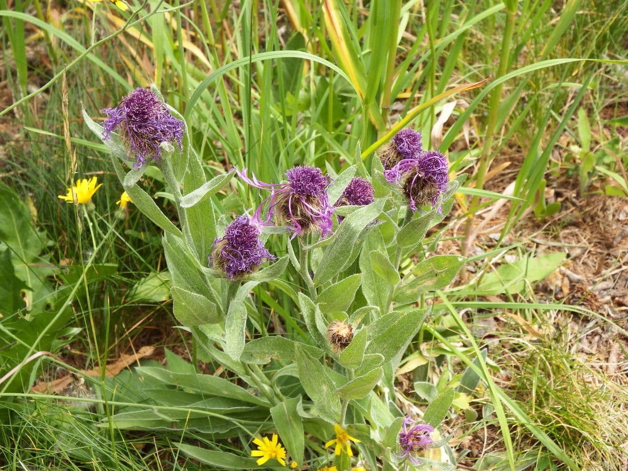 Einköpfige Flockenblume 15