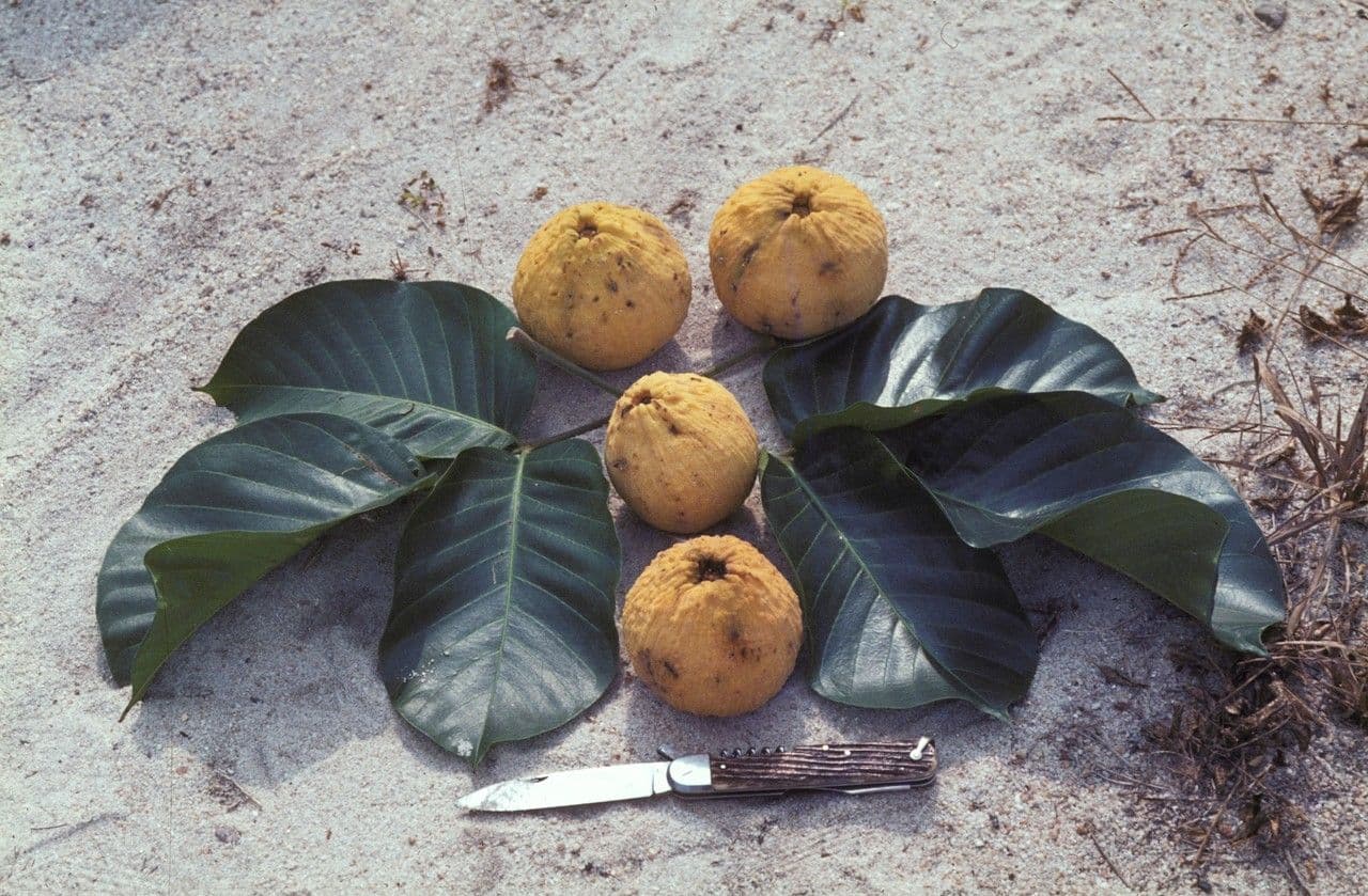 Santol