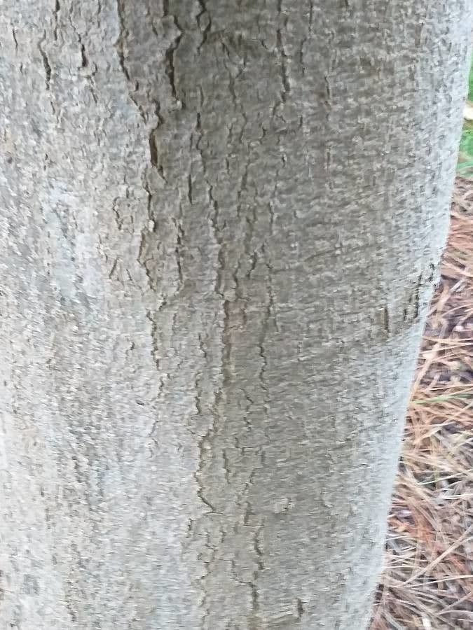Magnolia 3