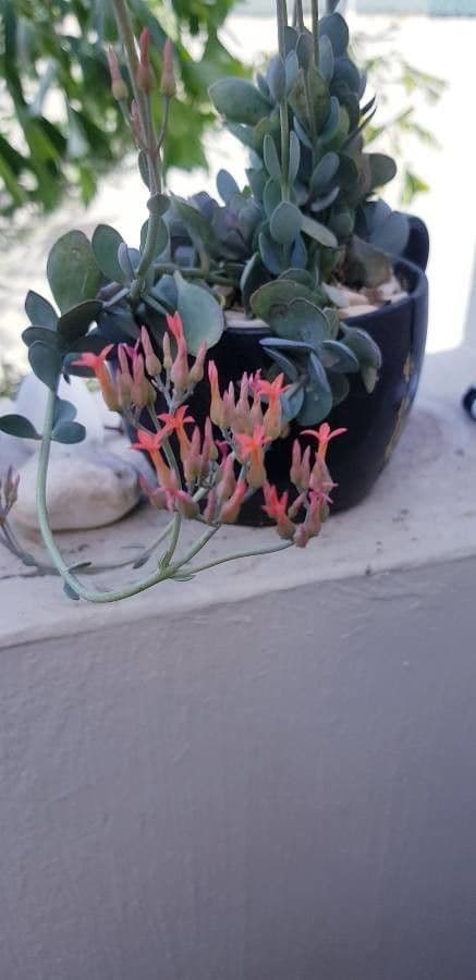 Rundblättrige Kalanchoe 4