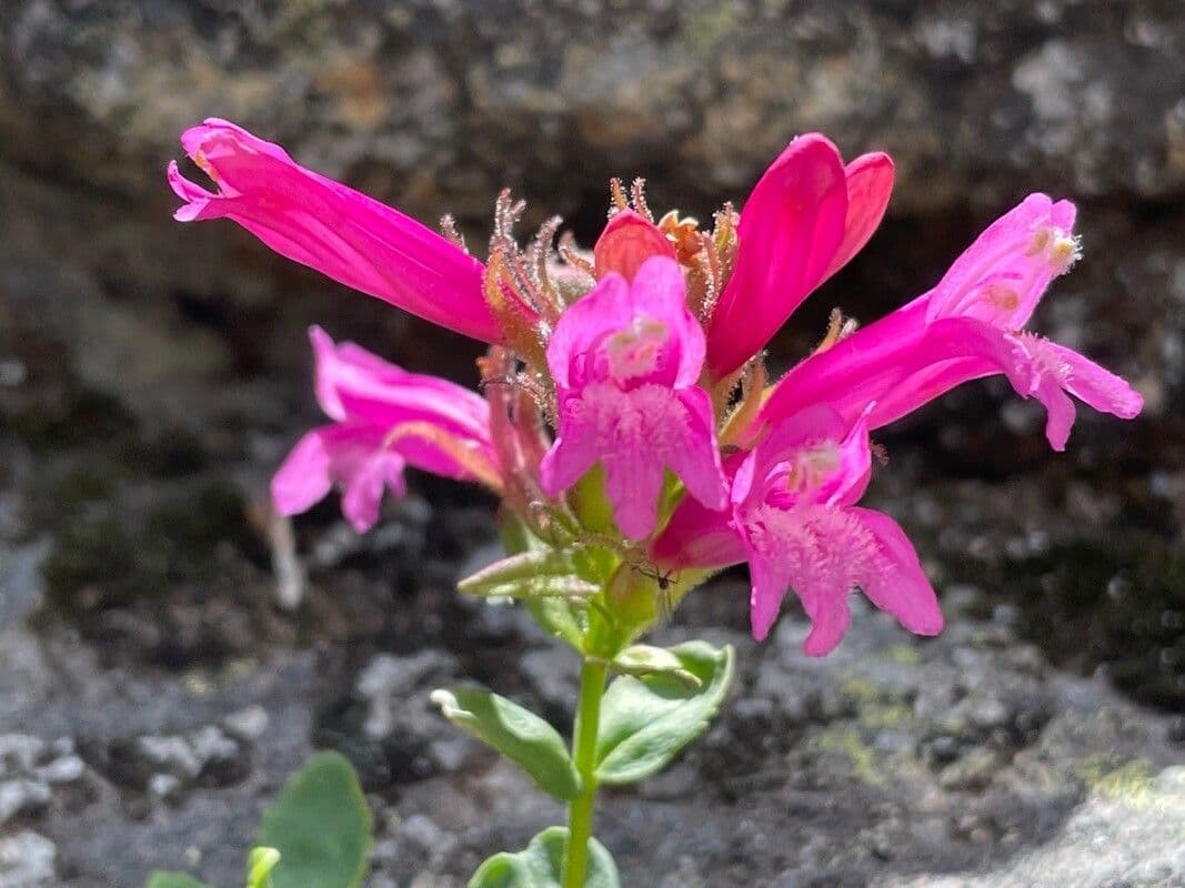 Penstemon newberryi 5