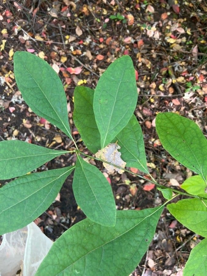 Lindera benzoin 17