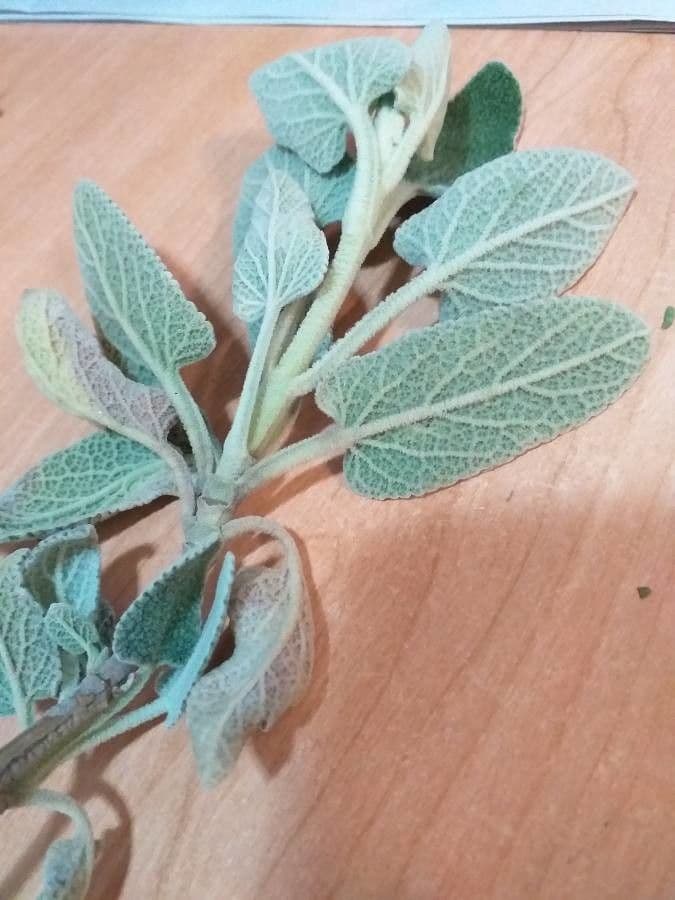 Salvia 18