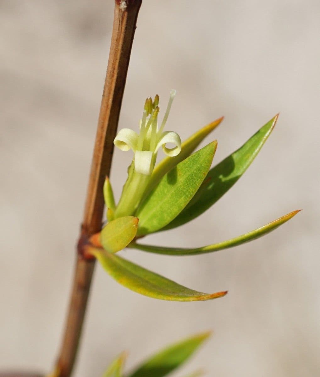 Ernodea 8
