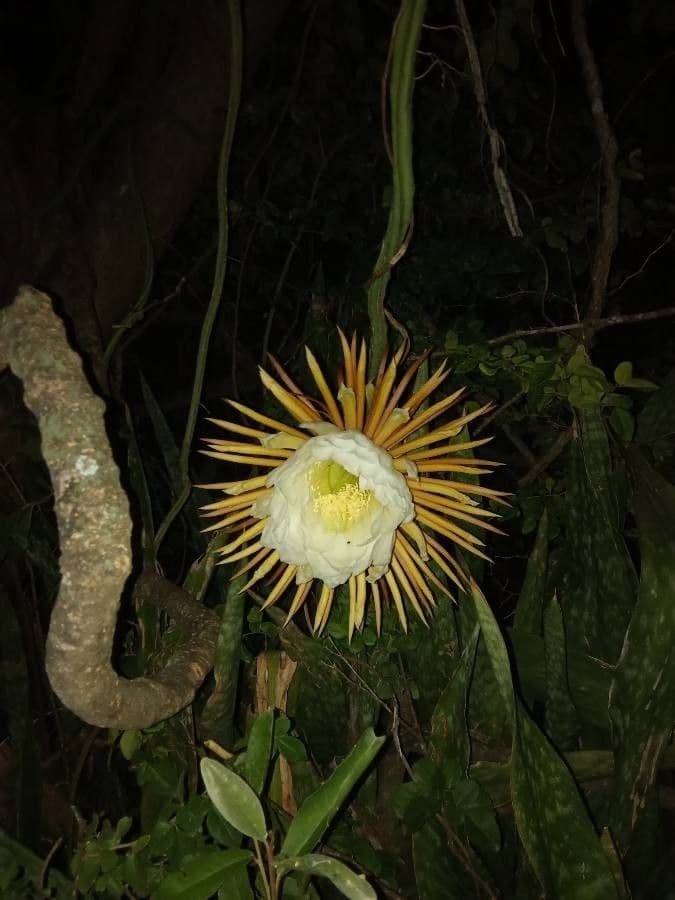 Regina di notte 2