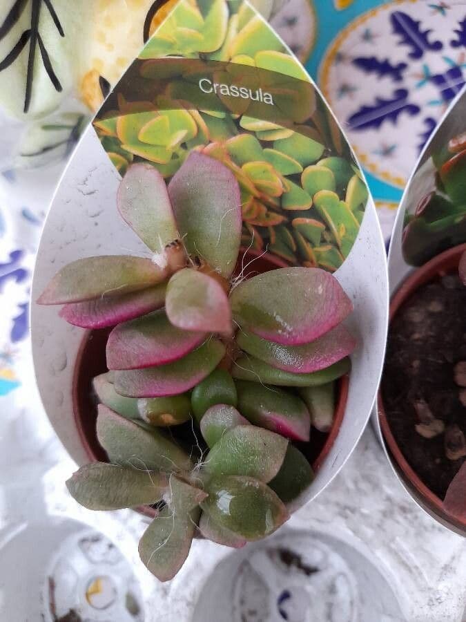 Anacampseros 11