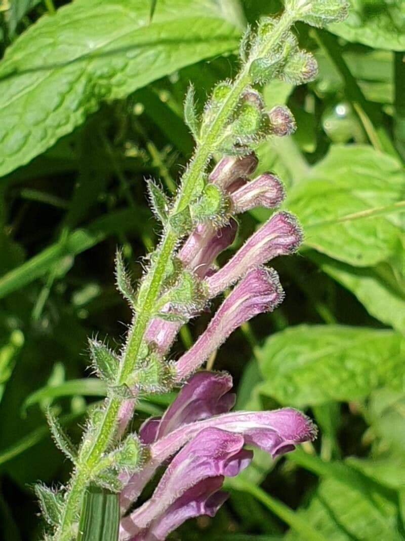 Tarczyca Columny 7