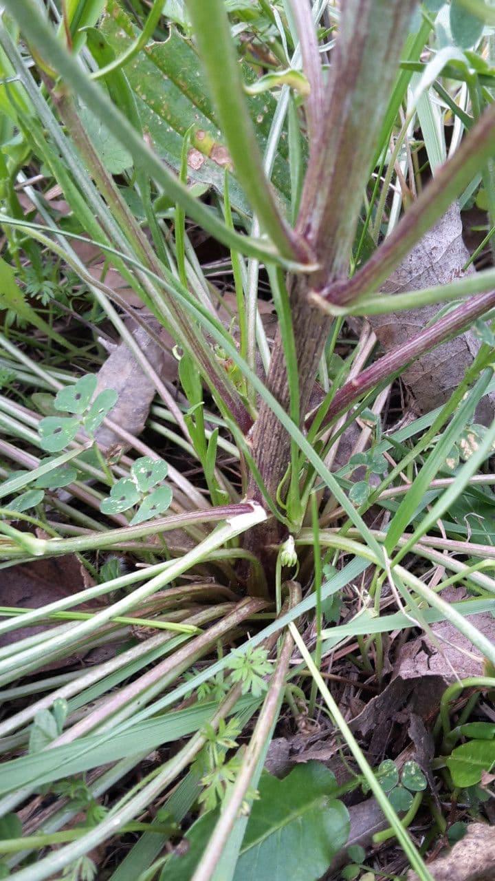 Säbel-Kratzdistel 24