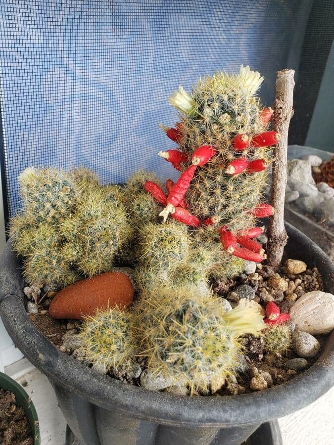 Cactus proliferante 24