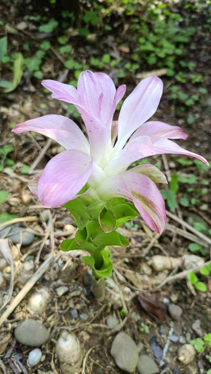 Curcuma mango 3