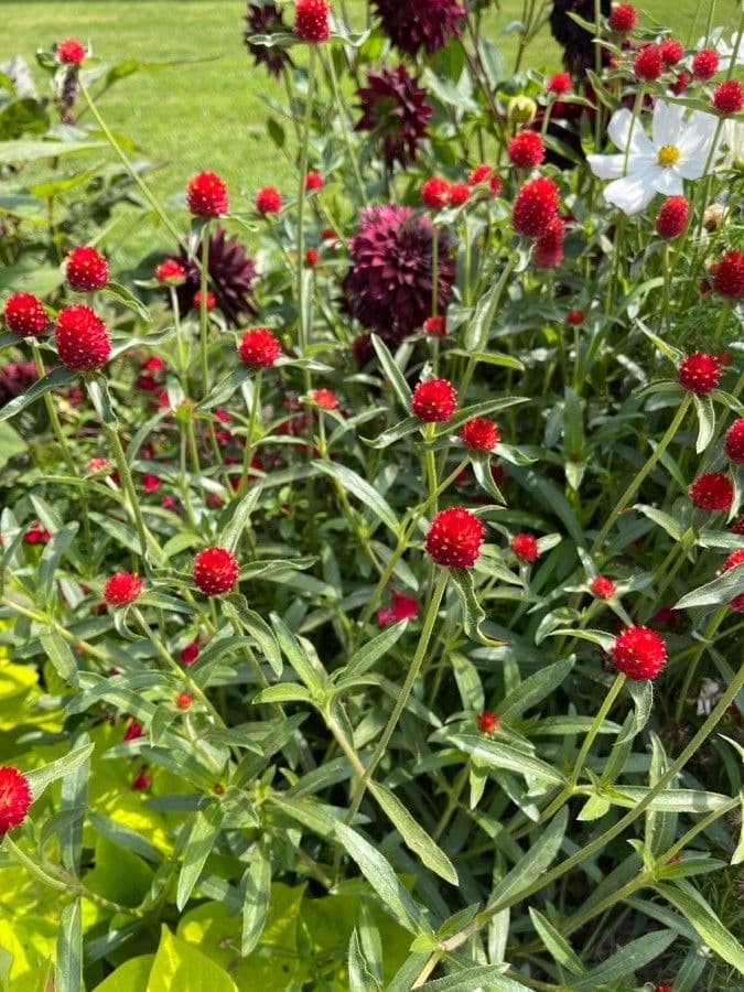Gomphrena 6