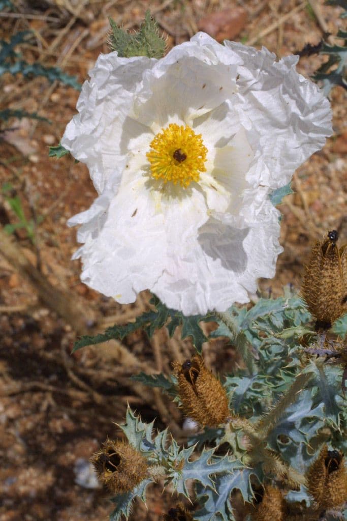 Stacheldistel 12