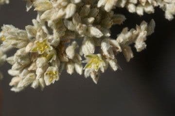 Polycarpaea 12