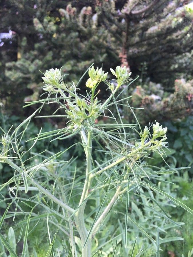 Erba cornacchia altissima 16