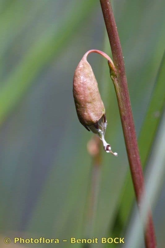 Lobelia acquatica