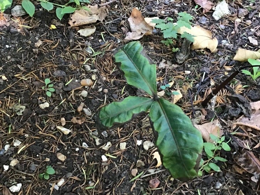 Chloranthus