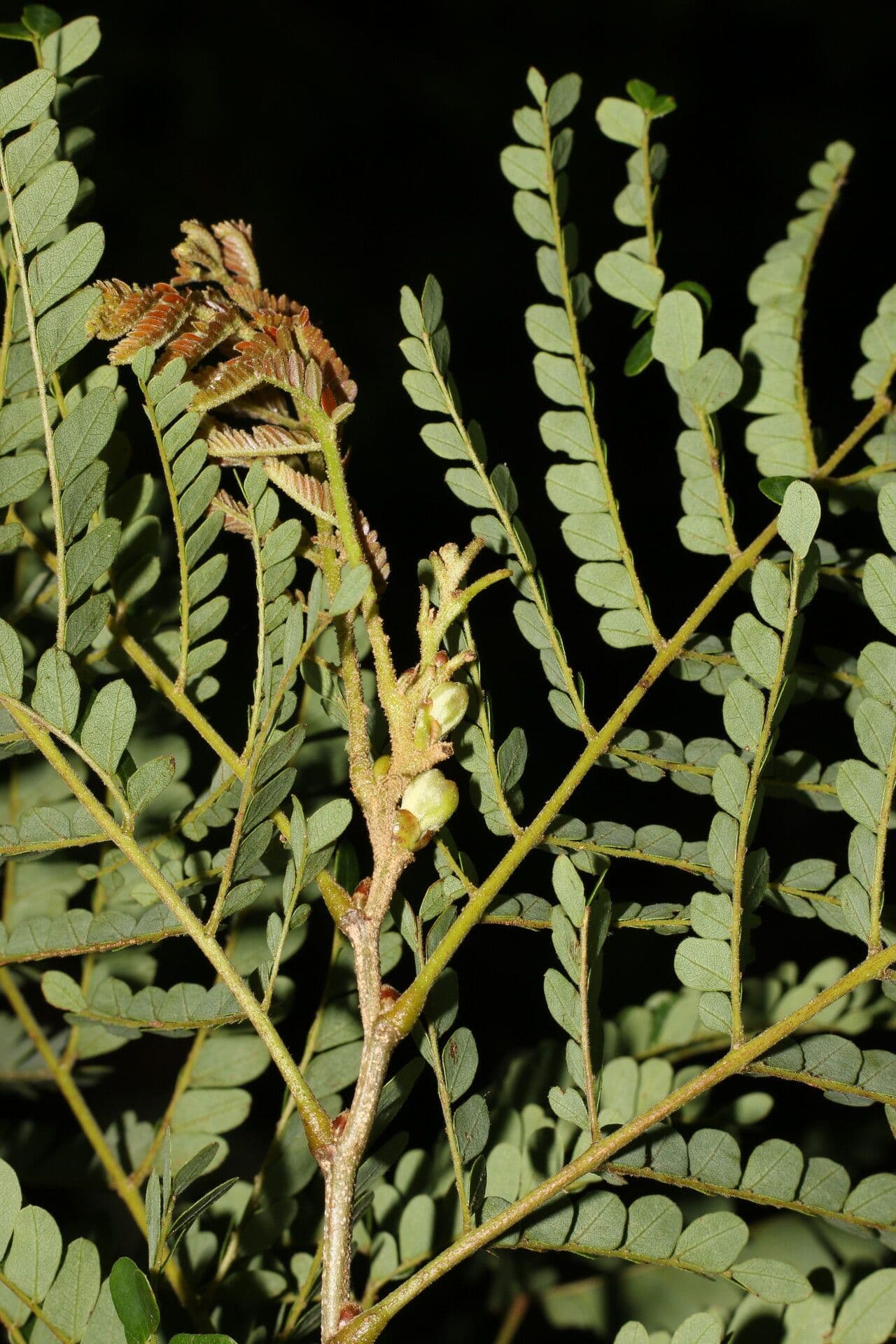Cenostigma eriostachys