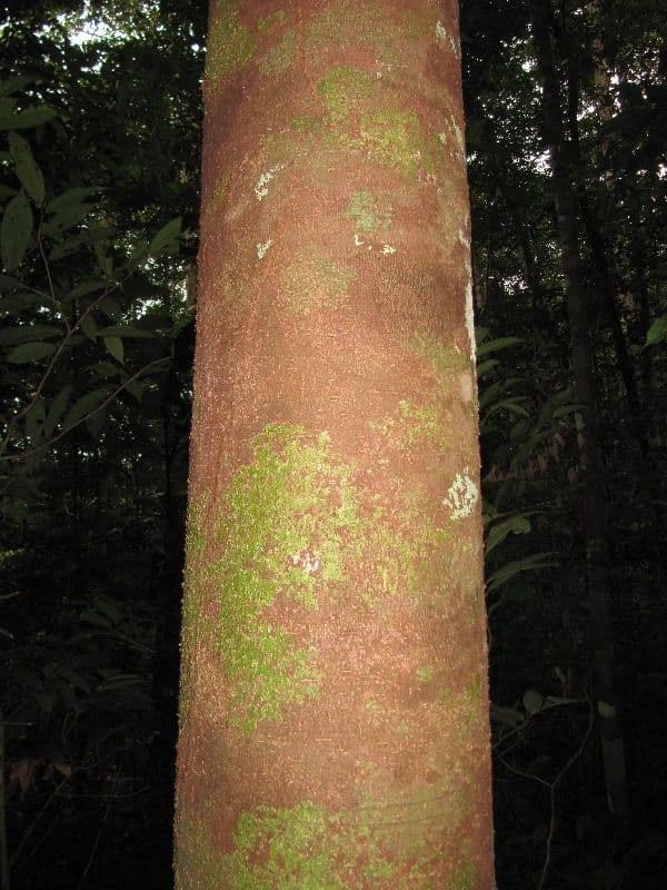 Tapirira 6