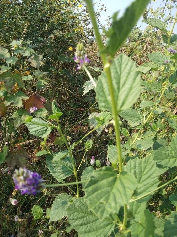 Cullen corylifolium 9
