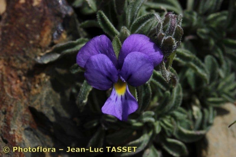 Viola 2