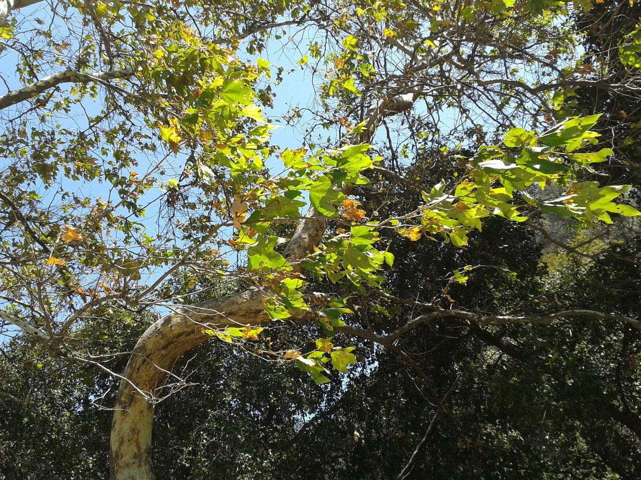 Platano della California 14