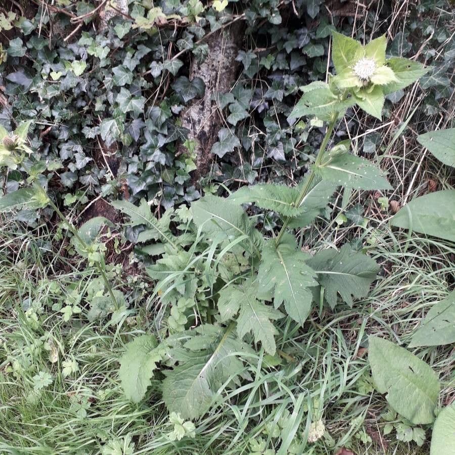 Kohldistel 14