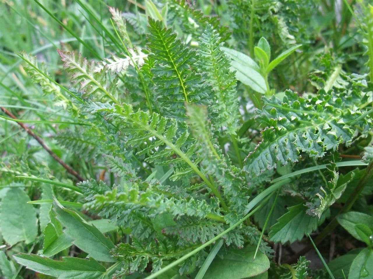 Pedicularis ascendens 13