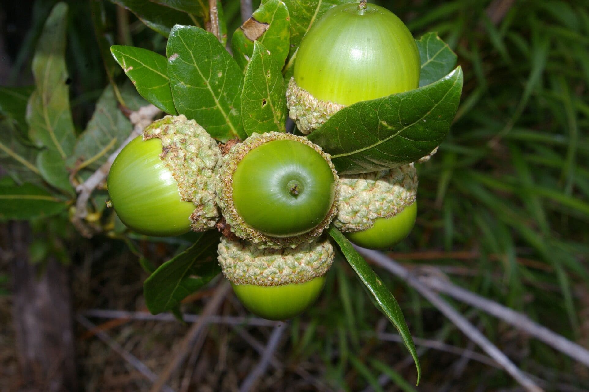 Quercia