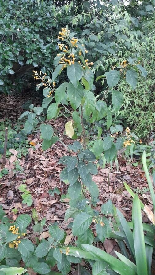 Cestrum arancione 7