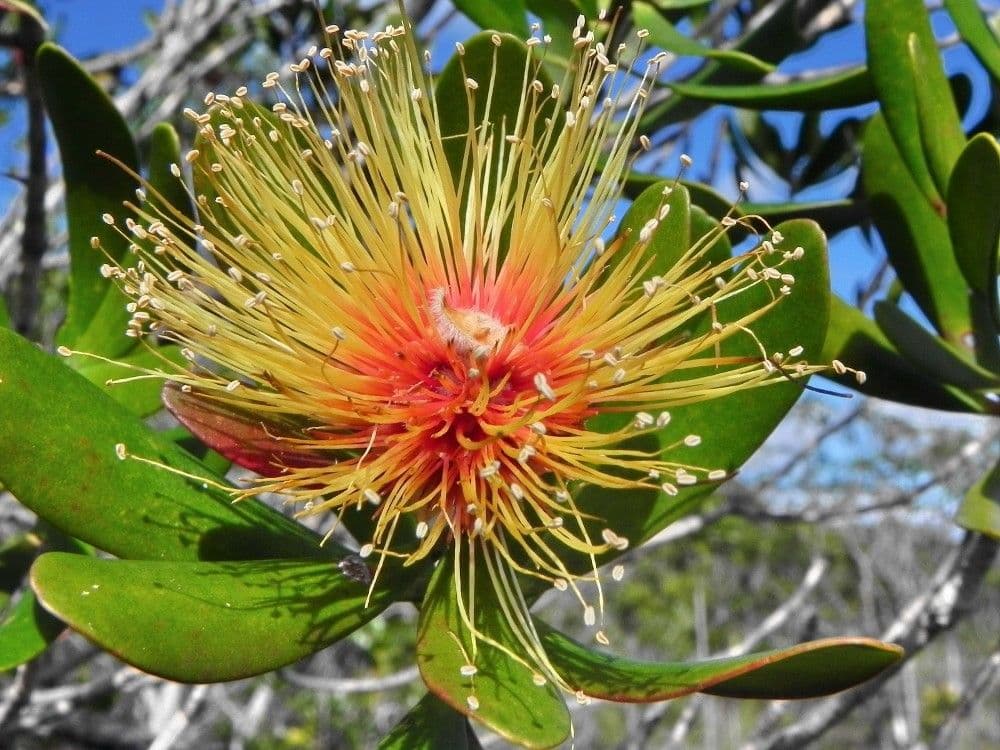 Melaleuca 9