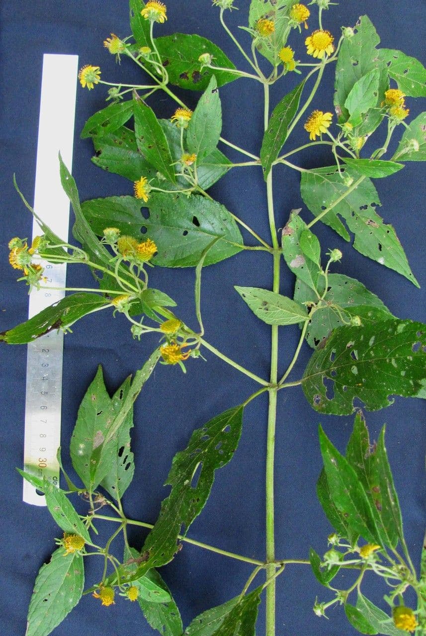 Zexmenia 13