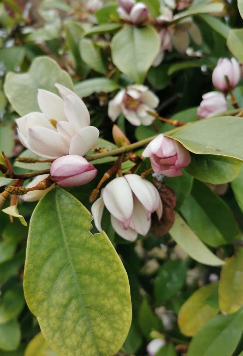 Chenille copperleaf 20