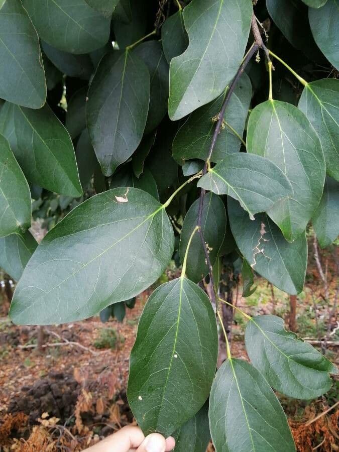 Hyperbaena