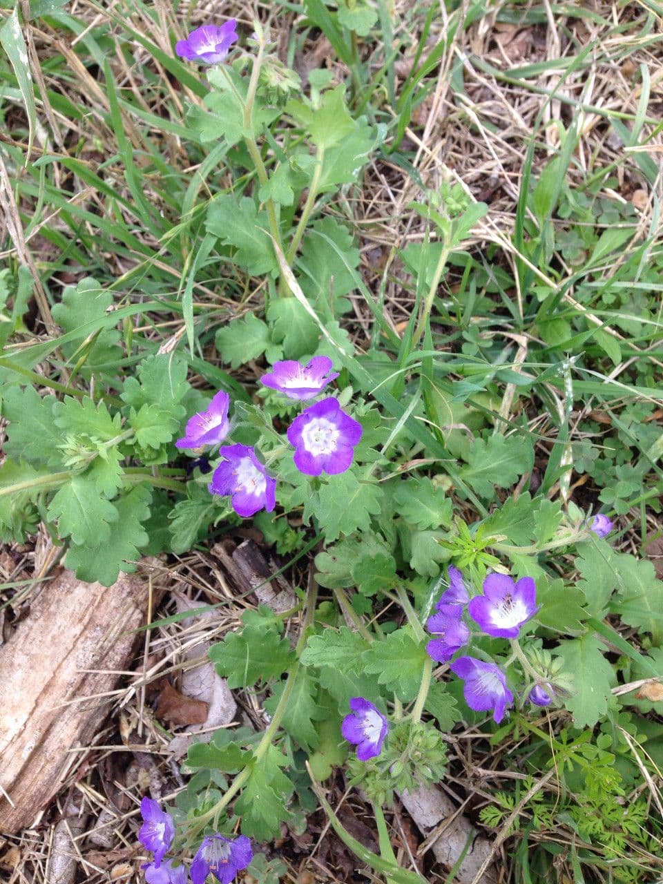 Nemophila 10
