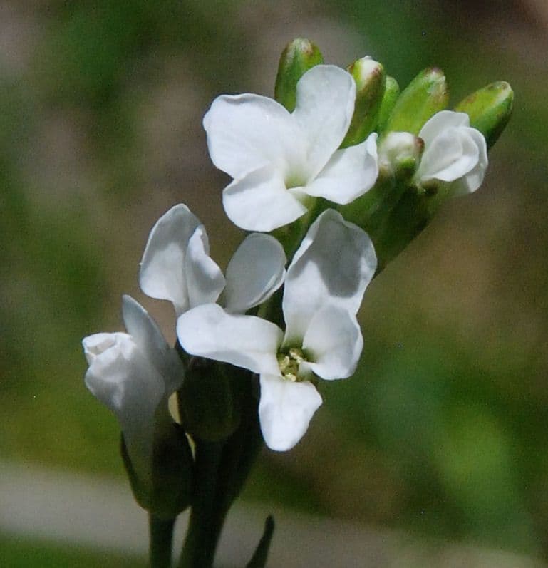 Boechera