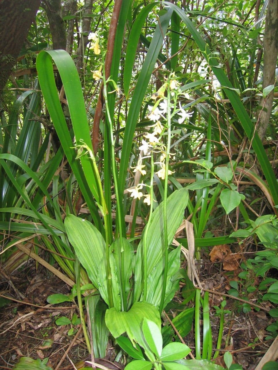Calanthe silvatica 11