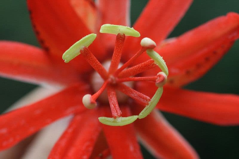 Passiflore écarlate 4