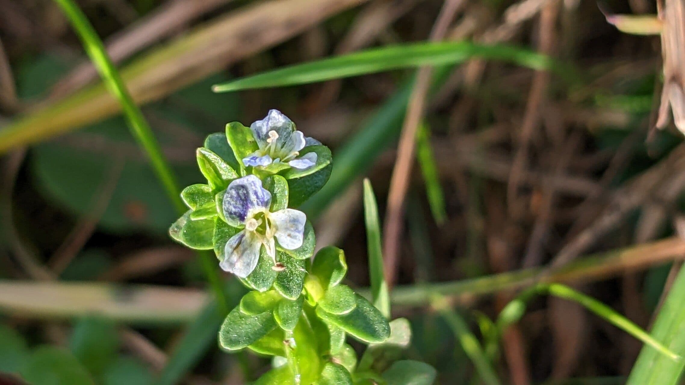 Veronica serpilifolia 10