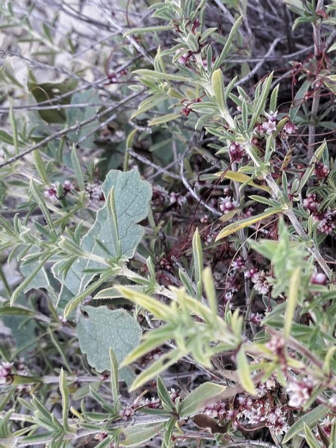 Cuscuta del timo 8