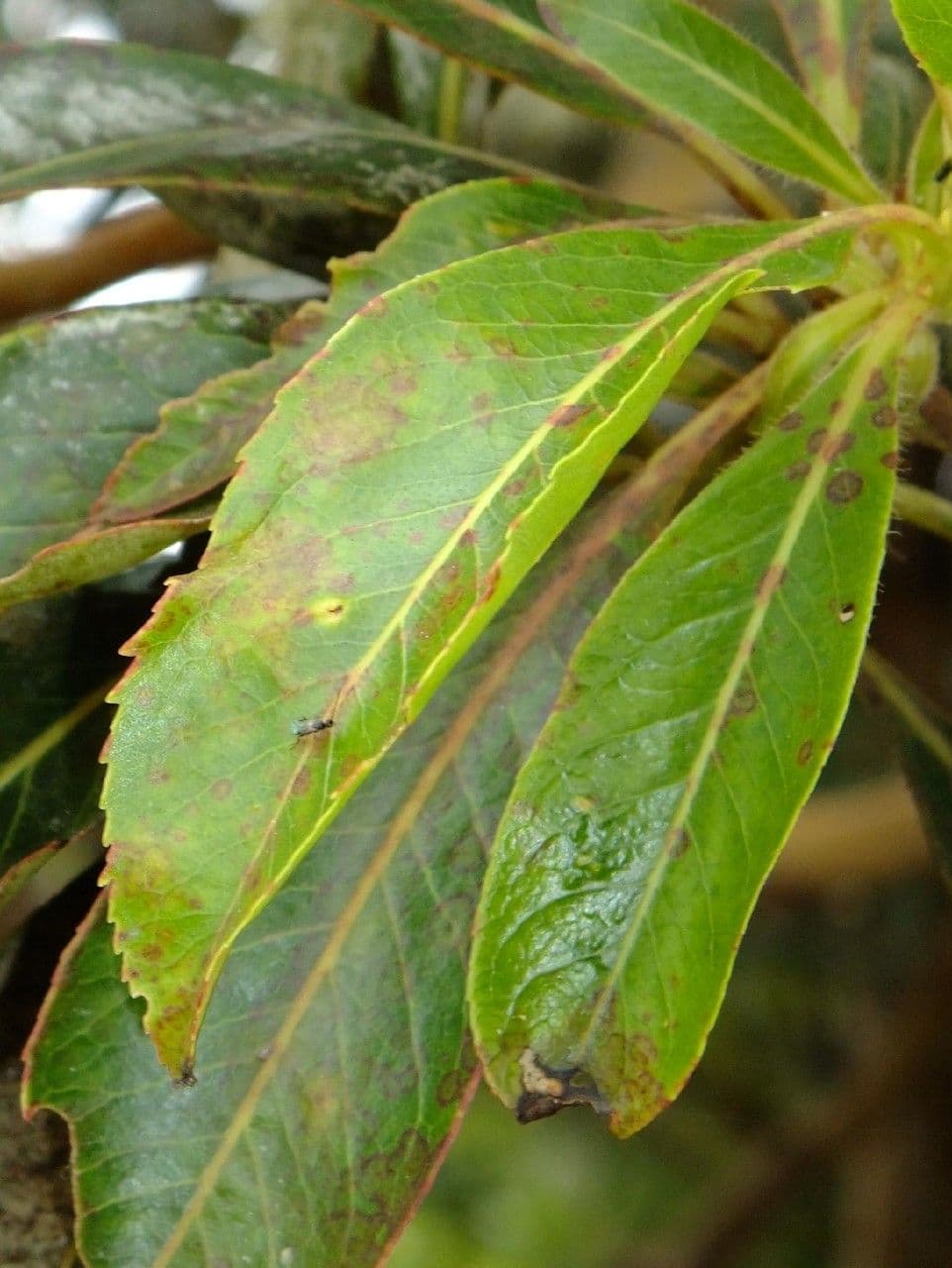 Albero di fragole 17