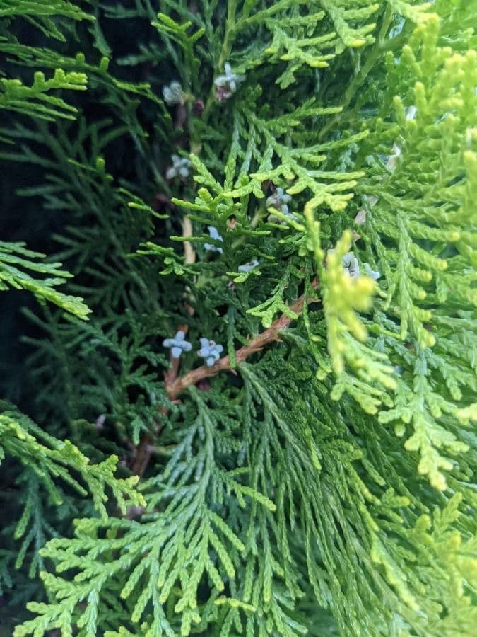 Northern white-cedar 7