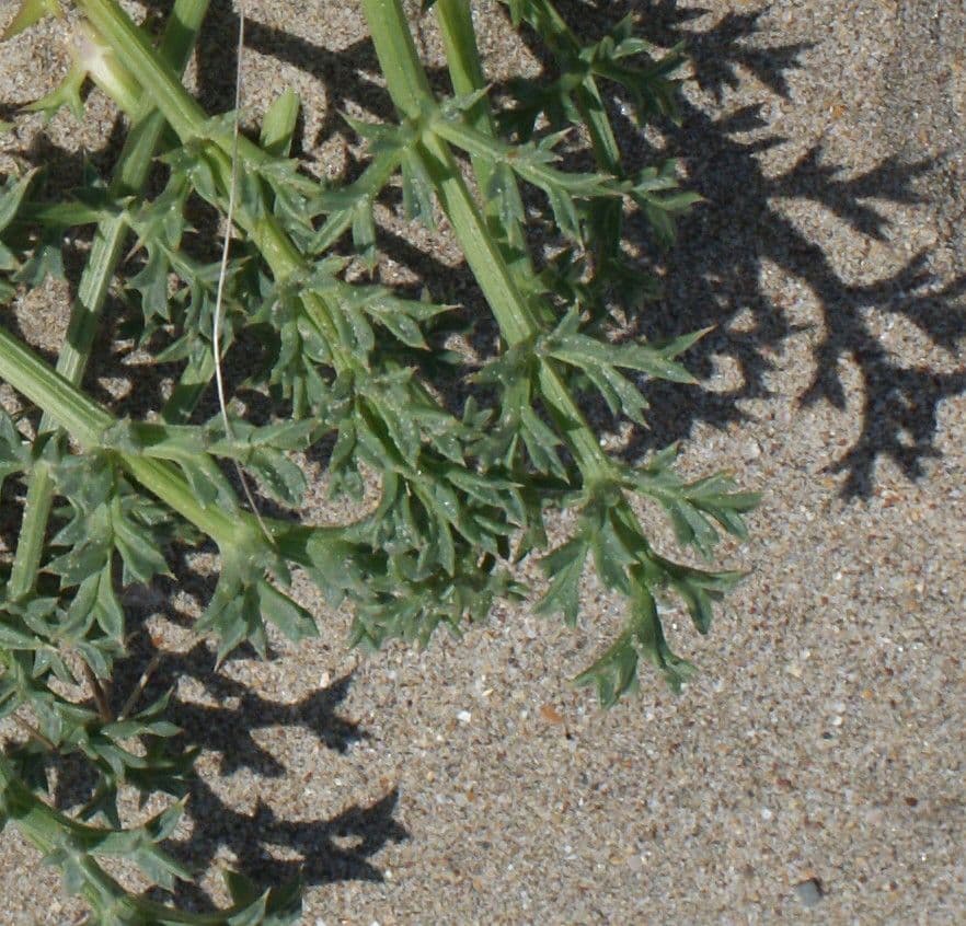 Echinophora spinosa 18