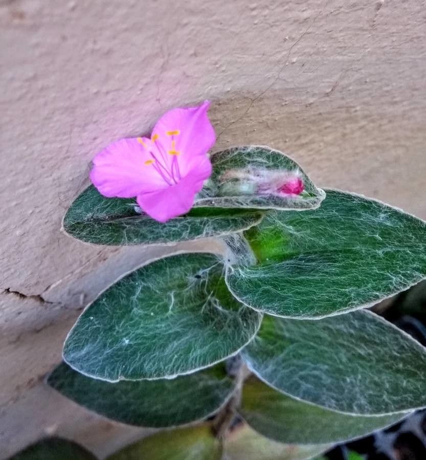 Tradescantia