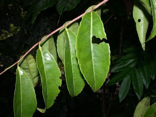 Sacoglottis 14