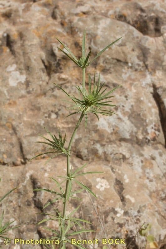 Panicaut à trois pointes 4
