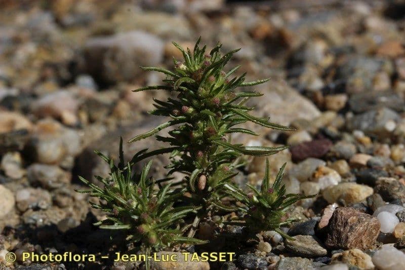 Ifloga spicata 5