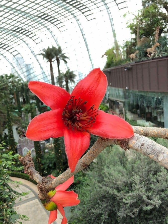 Albero del cotone 20