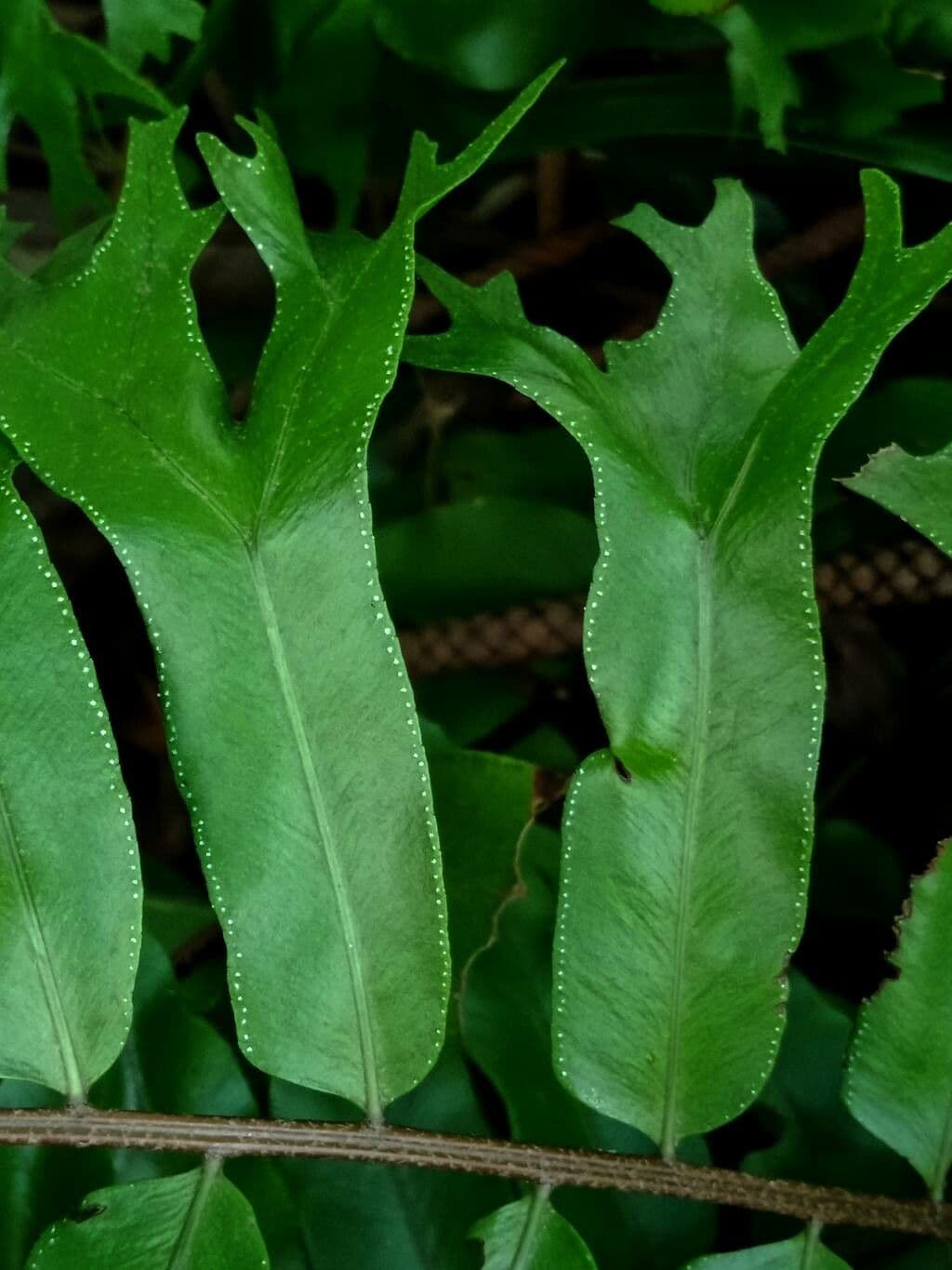 Nephrolepis 9
