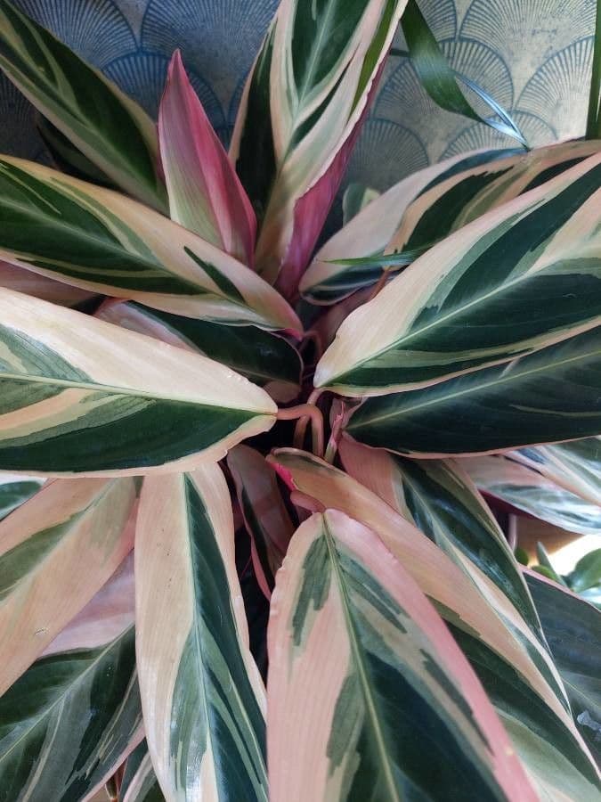 Stromanthe