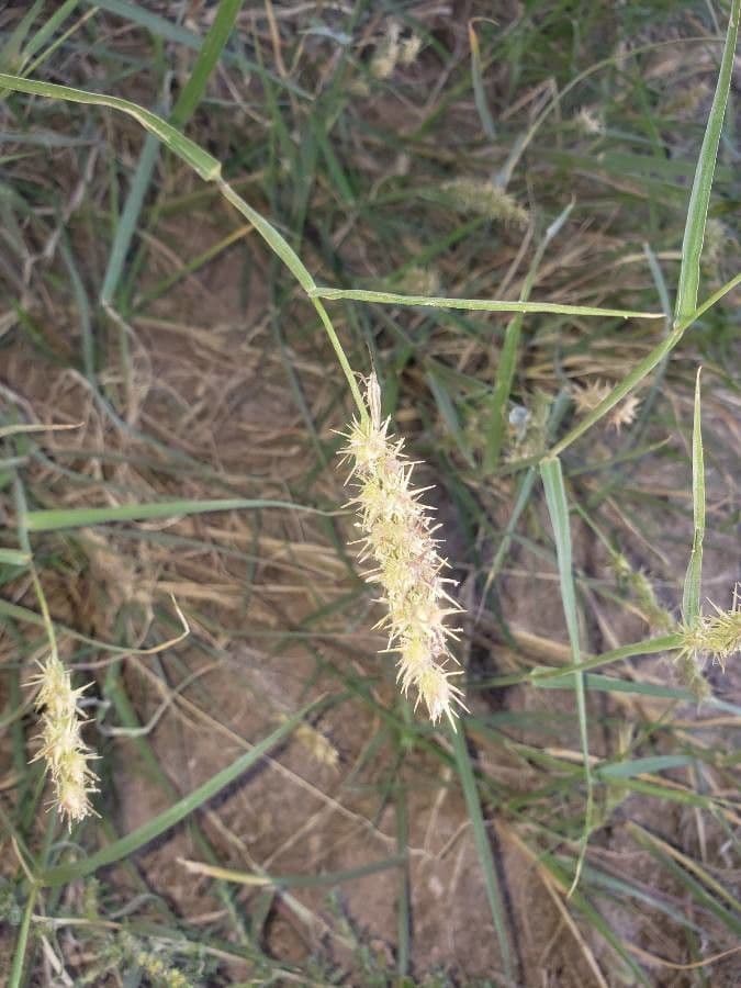 Igel-Hirse 9